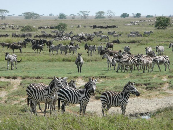 The migration, Masai Mara