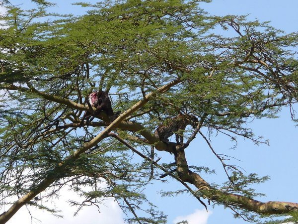 Leopard in a tree with its kill, Lake Nakuru