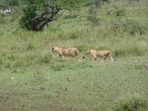 Lions, Serengetti
