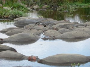 Hippos in a shrinking pool, Ngorogoro Crater