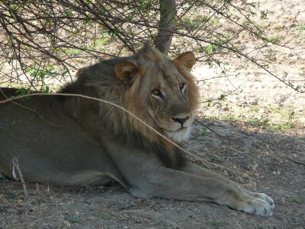 Lone male lion, South Luangwa national park, Zambia