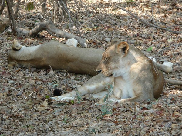 Lion pride taking a break from the heat, South Luangwa