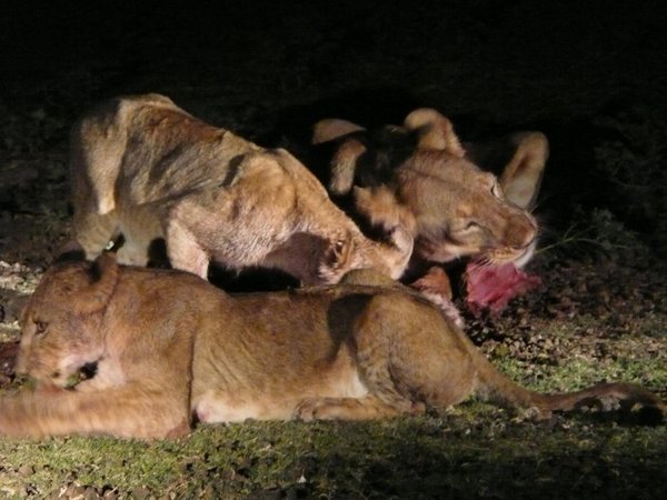 Lion kill, night game drive, South Luangwa