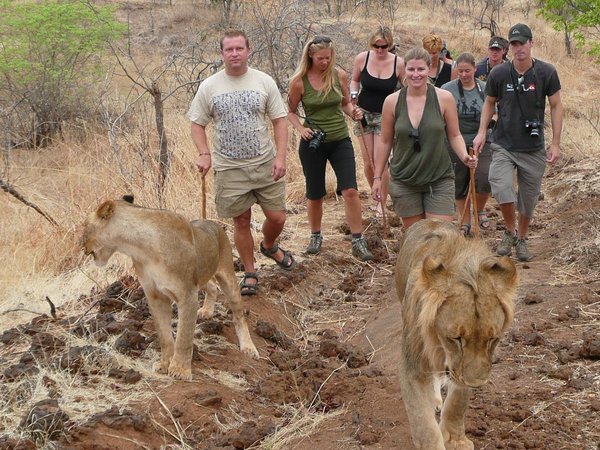 Lion walk, Livingstone