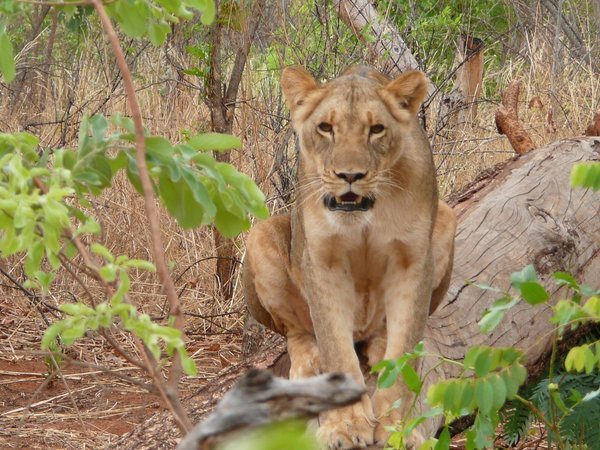 Lion walk, Livingstone