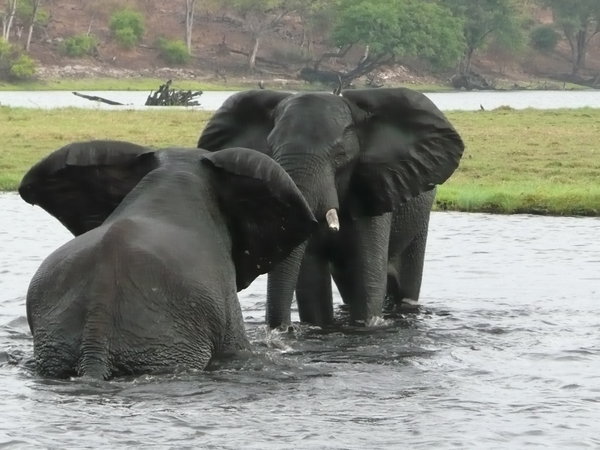 Fighting elephants, Thebe river, Botswana