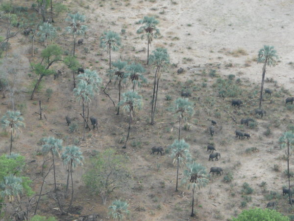 Elephants sighted on Okavango Delta flight 