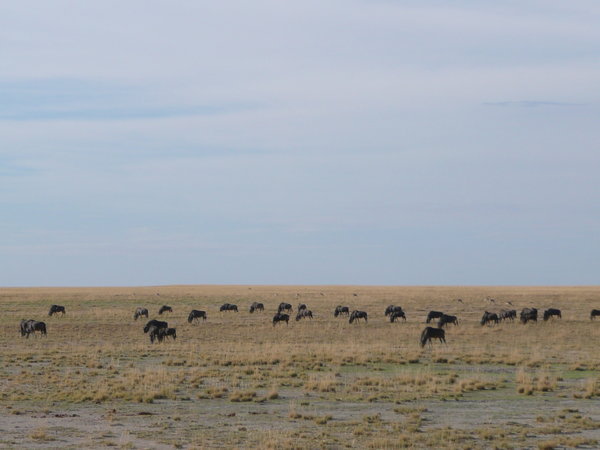Etosha national park