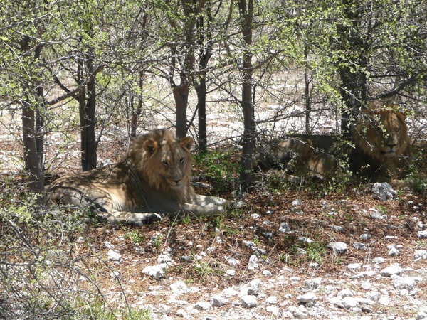 Lions, Etosha national park, Namibia