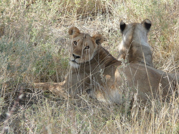 Lions, Etosha national park