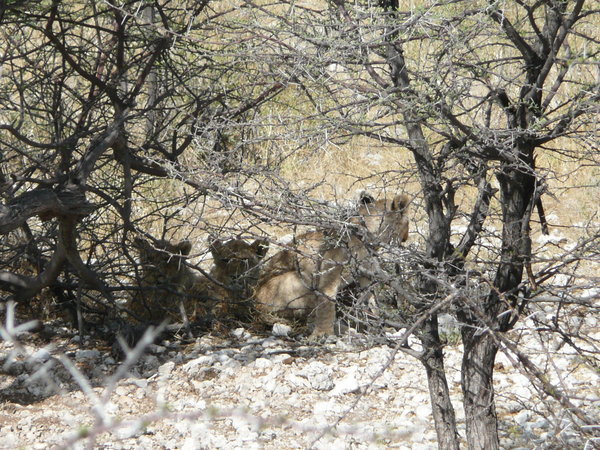 Lion cubs hiding in the shrub, Etosha