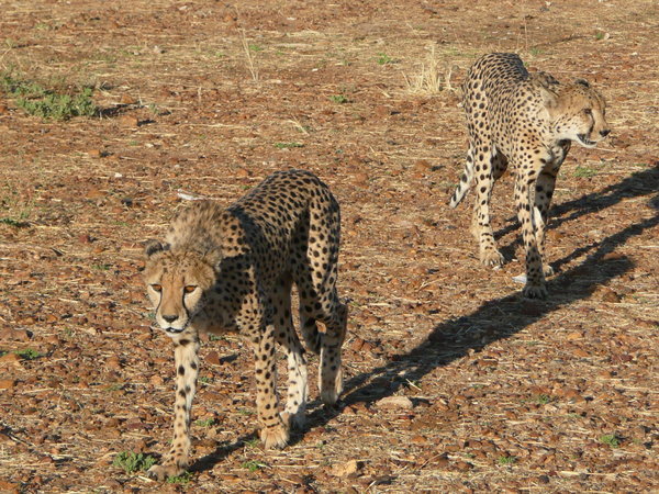 Cheetah sanctuary