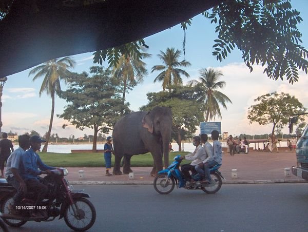 Elephant by the riverside