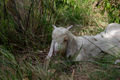 mullet goat