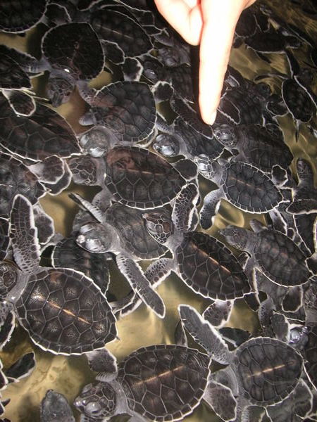 A LOT of turtles