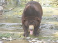 paddling bear