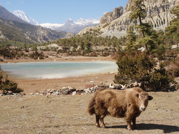 yak by a lake