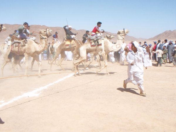 camel races3
