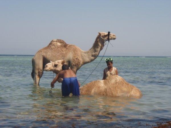 camel wash day