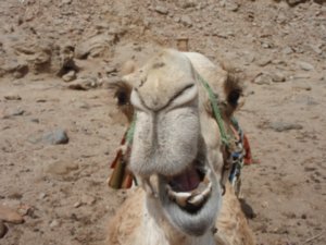 camel trek 2