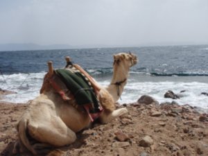 camel trek 1