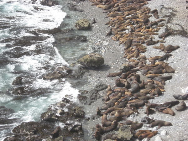 Sea lions by the dozen