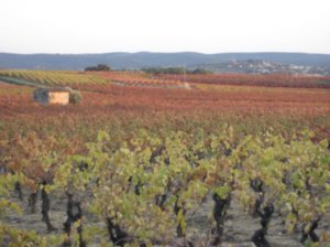 Aniane Vineyards in Autumn