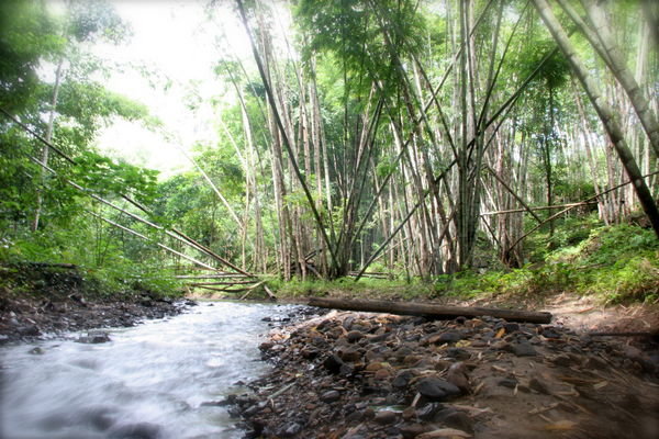 Trek Day 1 - Bamboo Forest