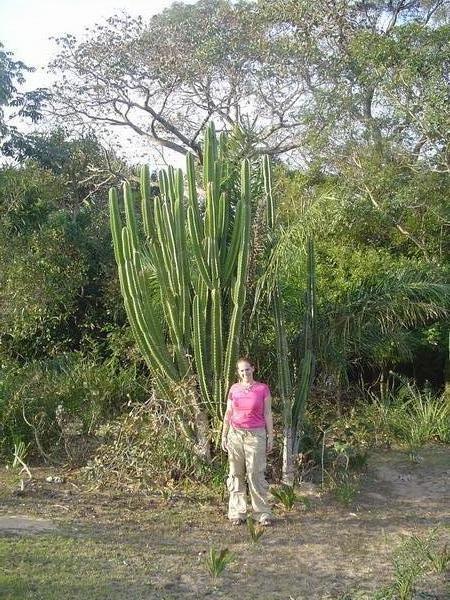 A very large cactus