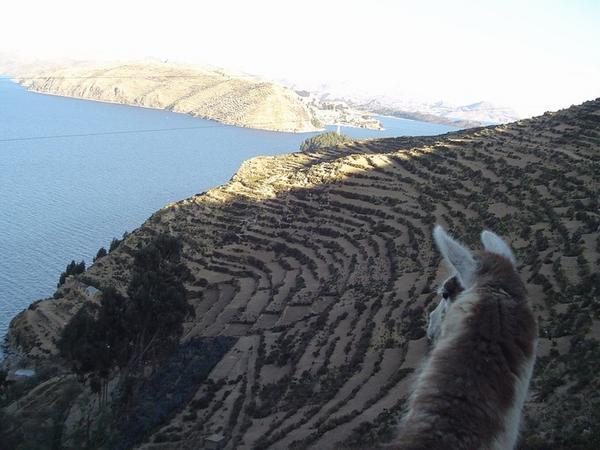 The view from a llama