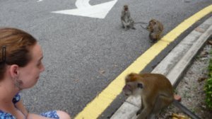 When a monkey got angry at Laura