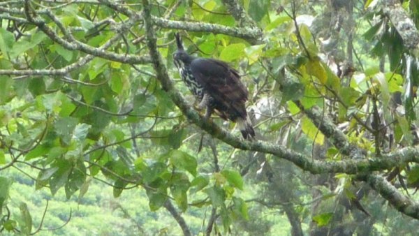 This eagle flew out from a bush as we past