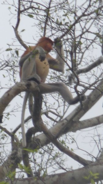 probiscus monkey