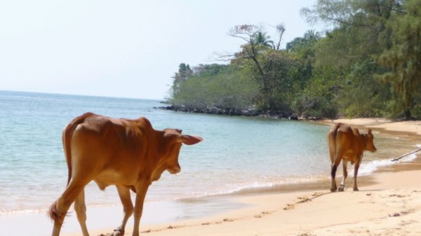 Runaway cows on the beach