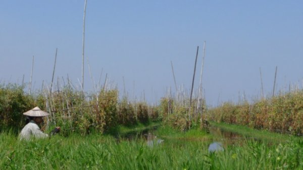 The flotaing gardens on Inle
