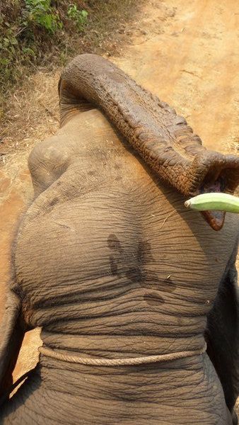 Elephant plus banana