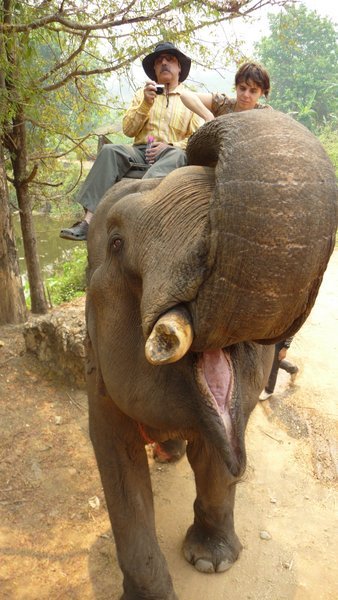 Elephant mouth
