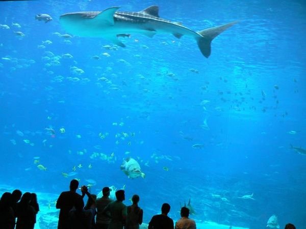 Aquarium géant