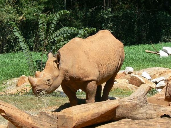 Zoo - rhino