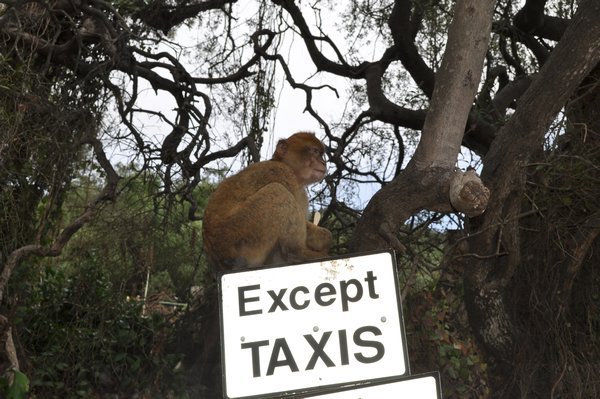 The monkeys of Gibraltar