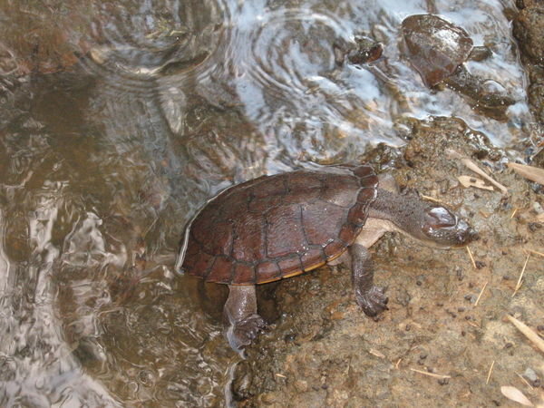 Turtles!!!