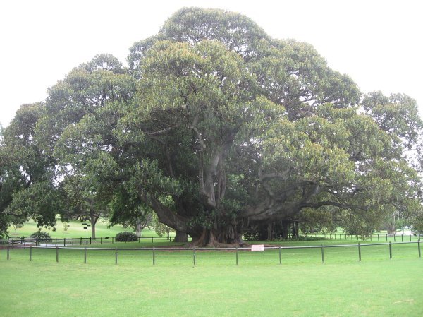 Fig Tree