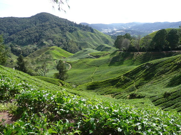 BOH tea plantations