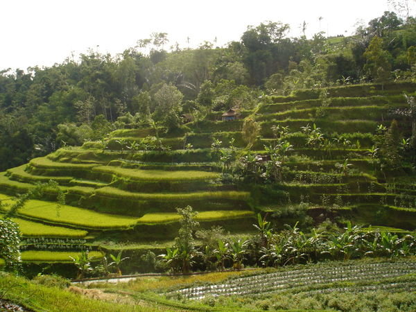 Terraces of interior Bali