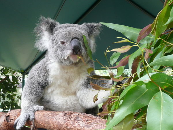 How cute! First Koala we've seen