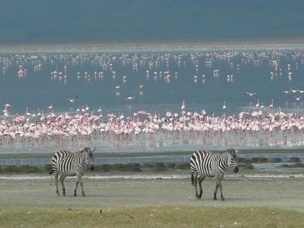 Zebra and flamingoes