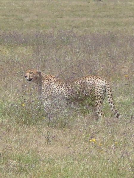 Cheetah in the wild!