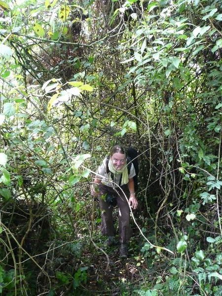 Me scrambling through the jungle in search of the gorillas