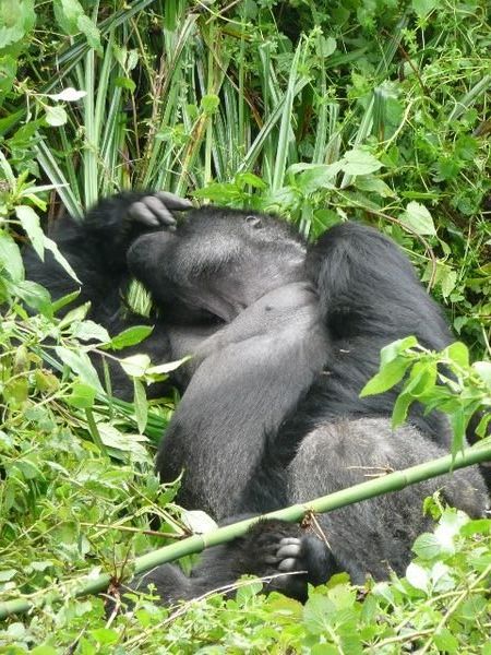 The main leader of the Susa family, a huge silverback