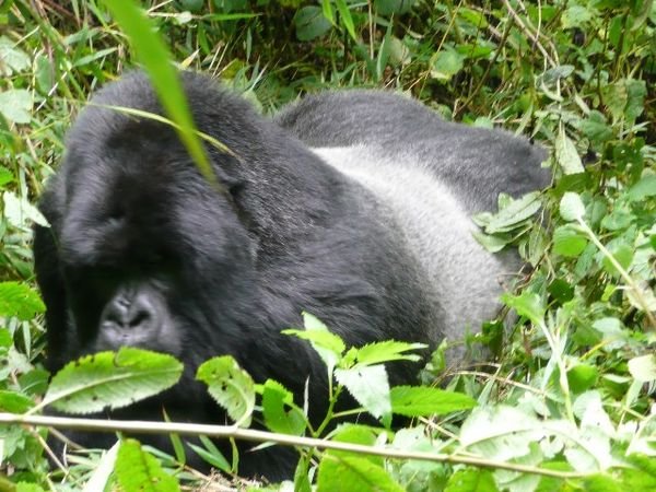 Another silverback, only four in the group